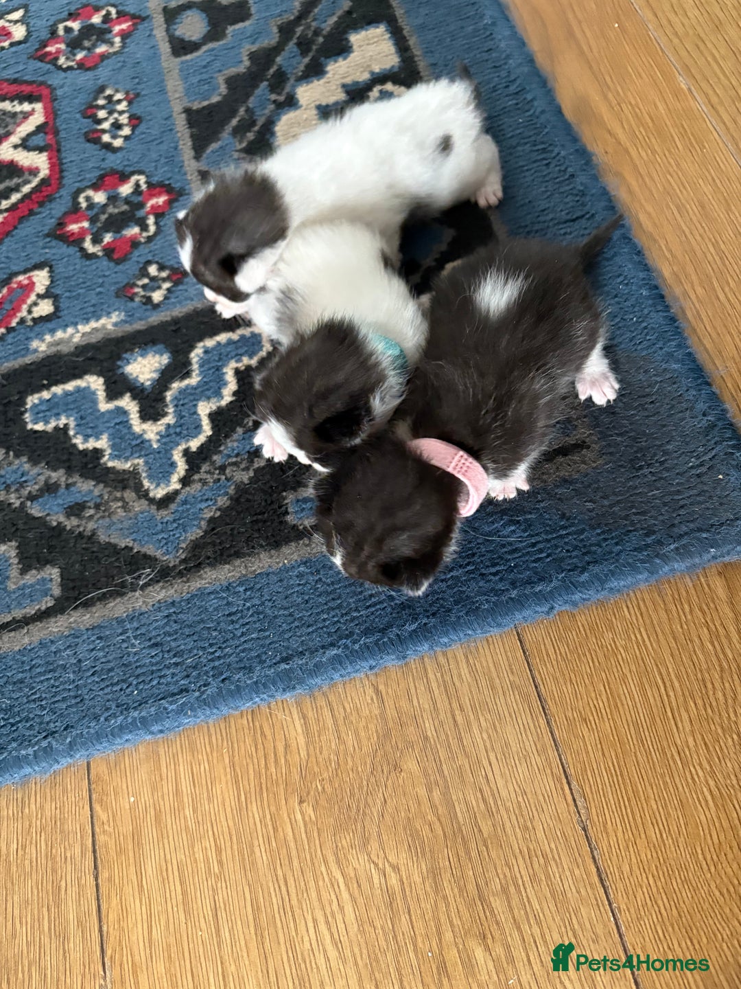 Ragdoll cats for sale: Ragdoll cross breed  - Image 2