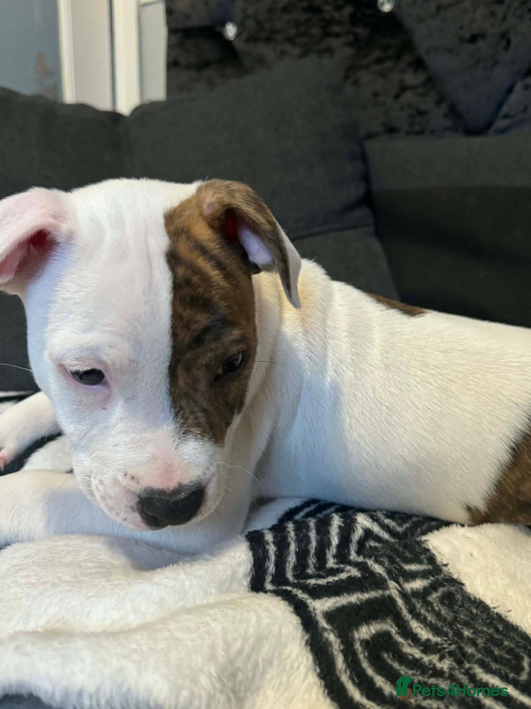 Staffordshire Bull Terrier dogs for sale: Staffordshire puppies  - Advert 7