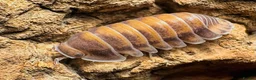 Isopods invertebrates for sale: Isopods for sale in the UK - Advert 2