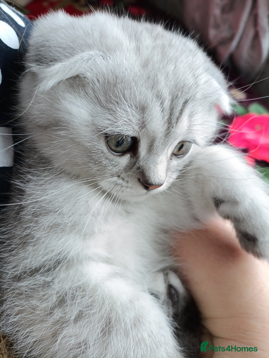 Scottish Fold cats for sale: Scottish Fold kitten  - Advert 21