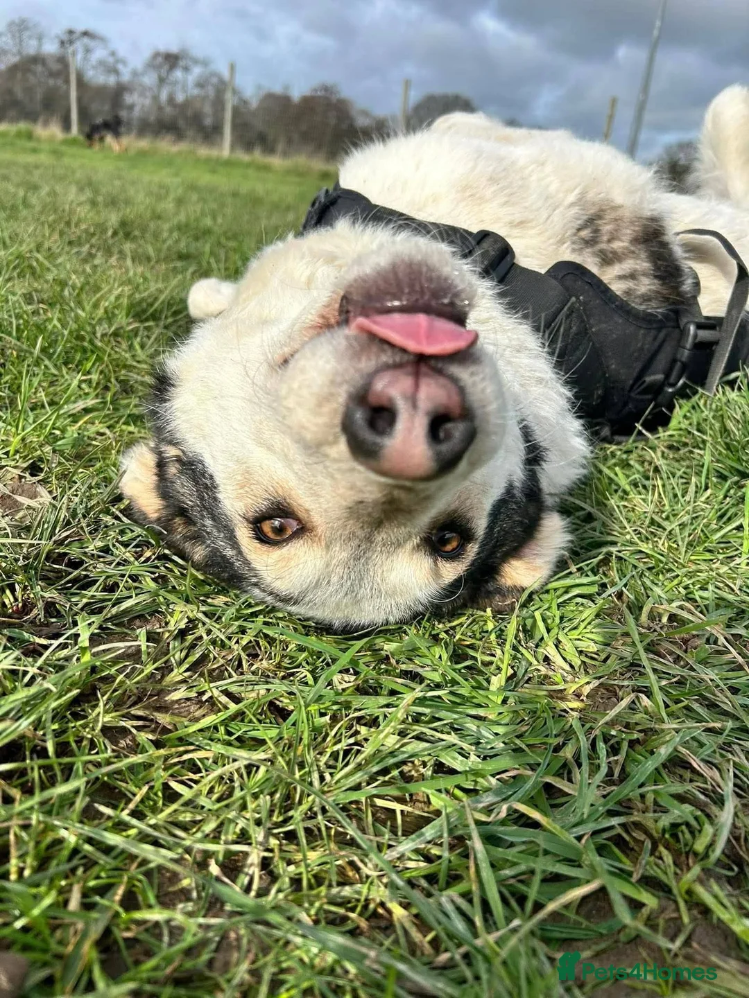 Mixed Breed dogs for adoption: Meet Demi, currently residing in Essex  - Advert 9