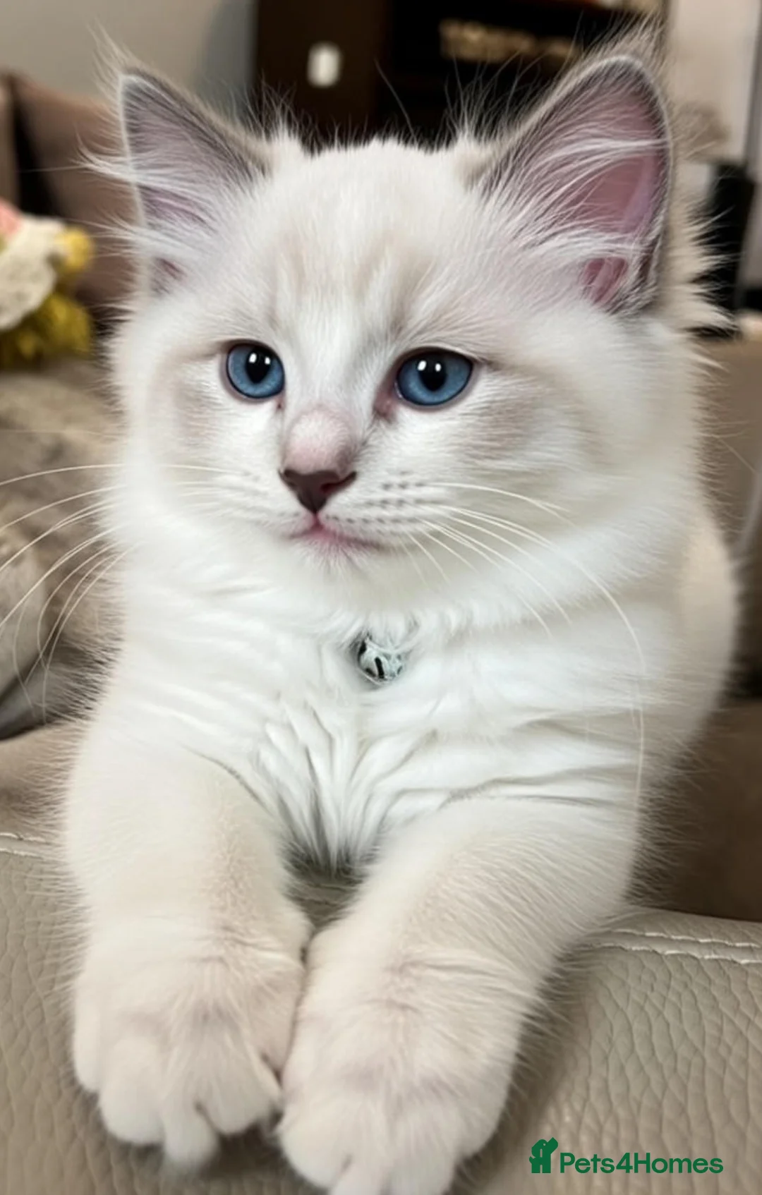 Ragdoll cats for sale: My Gorgeous Snowy Has Given Birth!!! - Advert 1