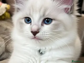 Ragdoll cats My Gorgeous Snowy Has Given Birth!!! in Liverpool - Advert 6