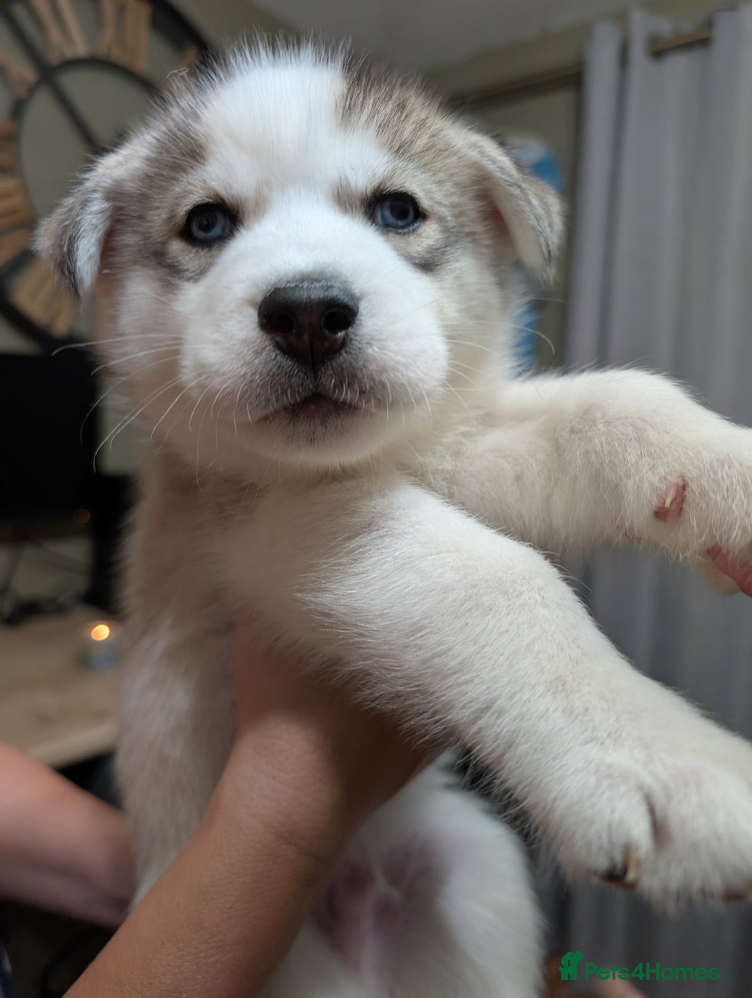 Siberian Husky dogs for sale: Stunning Siberian husky puppies - Image 35