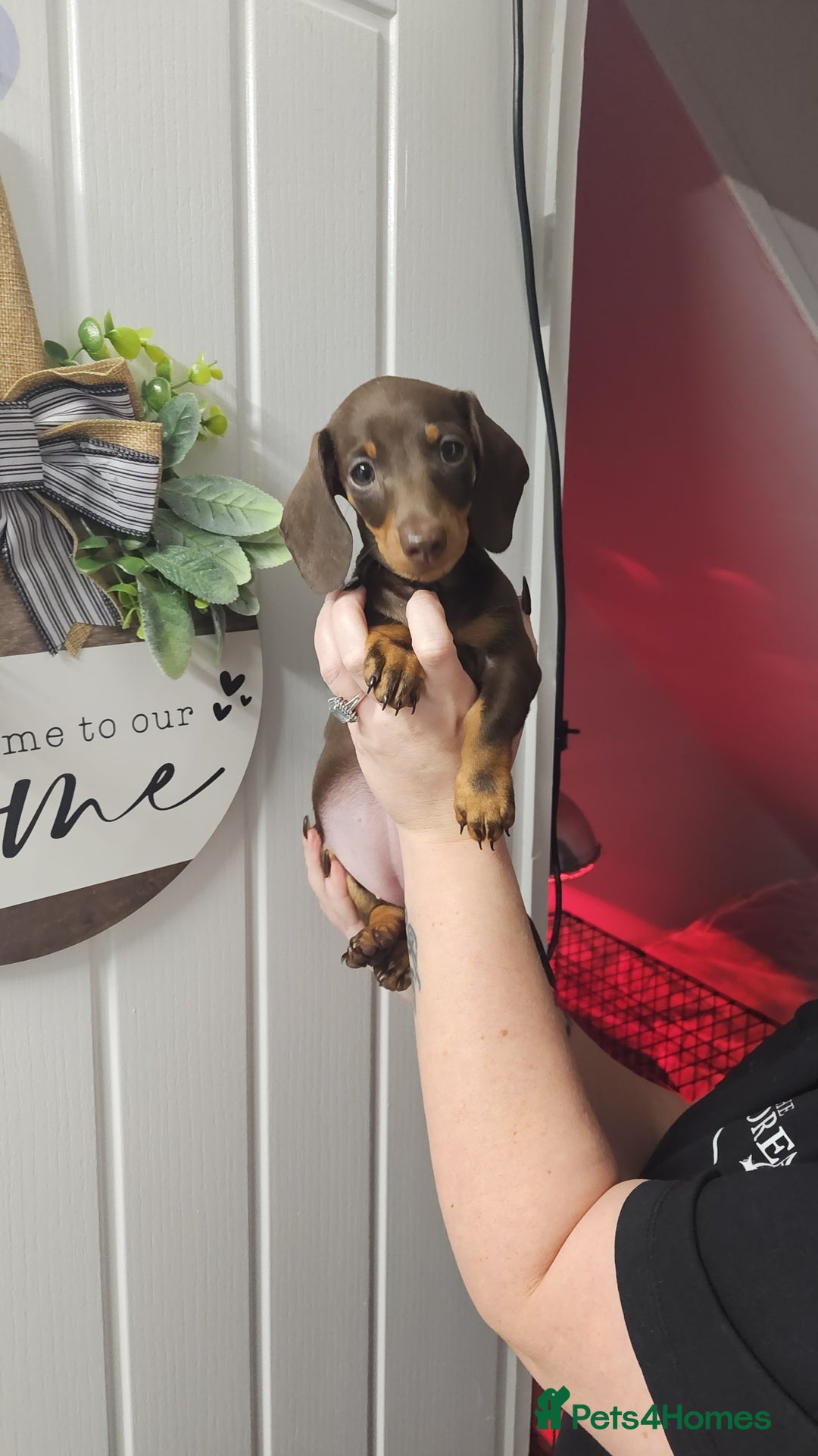 Miniature Dachshund dogs for sale: Beautiful choclate and tan bitch ❤️ 💜  - Advert 1