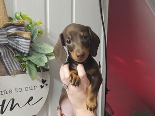 Miniature Dachshund dogs for sale: Beautiful choclate and tan bitch ❤️ 💜 - Advert 1