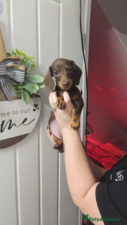 Miniature Dachshund dogs Beautiful choclate and tan bitch ❤️ 💜 - Advert 3