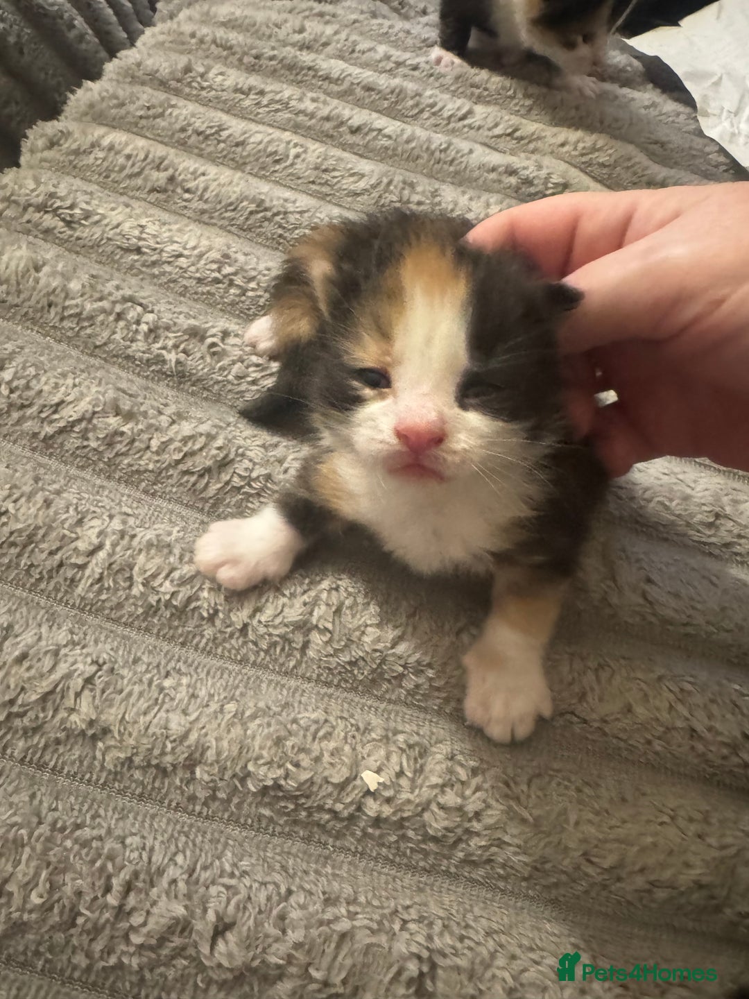 Maine Coon cats for sale: Beautiful Maine coon babies ready now - Image 9