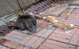 Cavalier King Charles Spaniel dogs for sale: SOLD Fully vaccinated male CKCS puppy  - Image 17