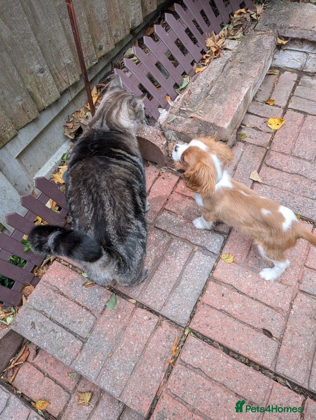 Cavalier King Charles Spaniel dogs for sale: SOLD Fully vaccinated male CKCS puppy  - Image 17