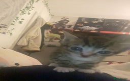 Mixed Breed cats for sale: Kittens for sale  - Image 4