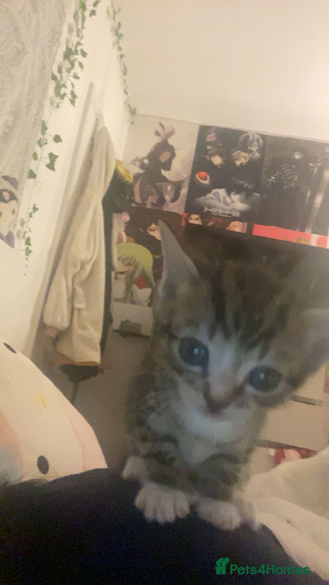 Mixed Breed cats for sale: Kittens for sale  - Image 4