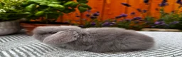 Mini Lop rabbits for sale: Minilop Rabbits For Sale. 🐰🏡 in Walsall - Advert 3