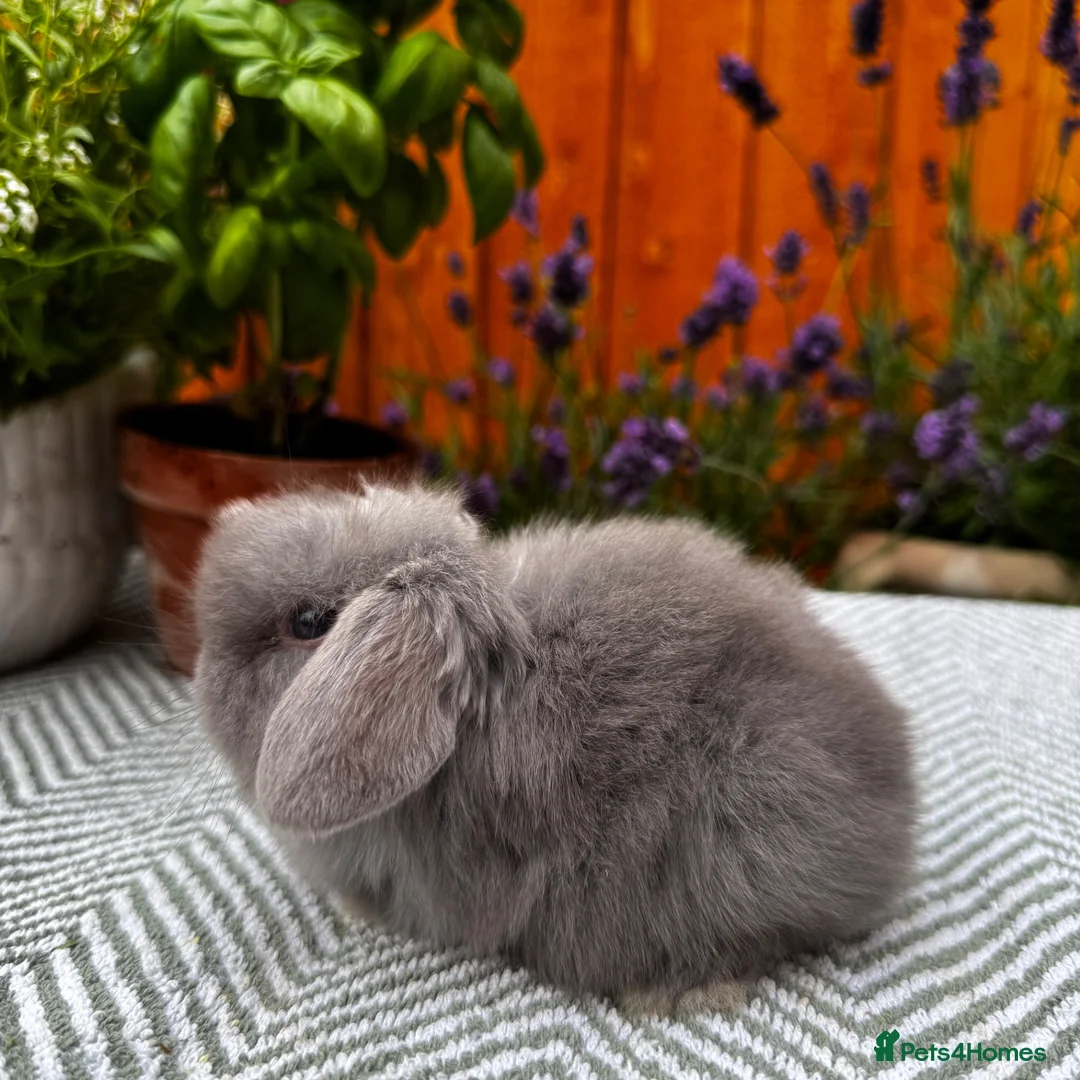 Mini Lop rabbits for sale: Minilop Rabbits For Sale. 🐰🏡 in Walsall - Advert 3