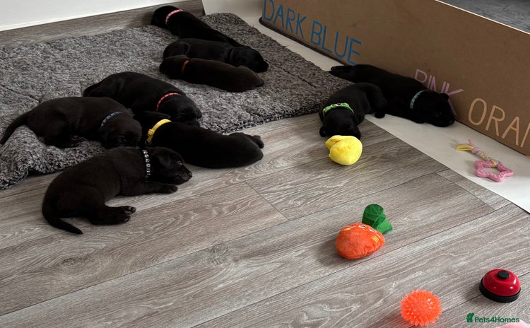 Labrador Retriever dogs - Advert 4