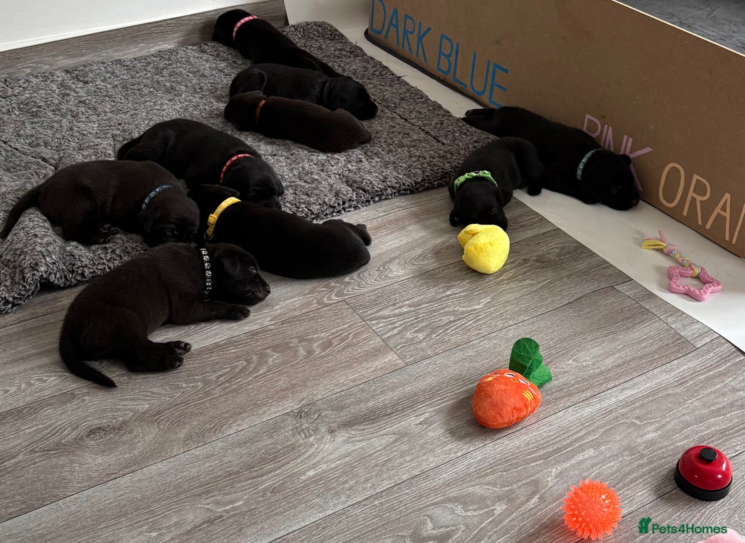 Labrador Retriever dogs for sale: Black Labrador puppies - Image 1
