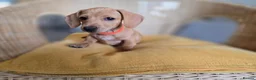 Miniature Dachshund dogs for sale: KC Registered Mini Dachshund Puppies. Rare colors - Advert 4