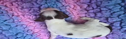 English Springer Spaniel dogs for sale: KC Homebred Health Tested Vet Social Pups 🩷 - Advert 34