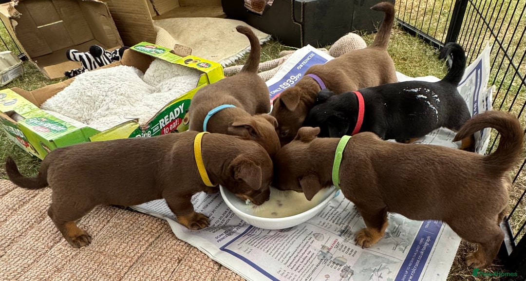 Lancashire Heeler dogs for sale: 6 Pedigree Lancashire Heeler Dogs for sale. - Image 8