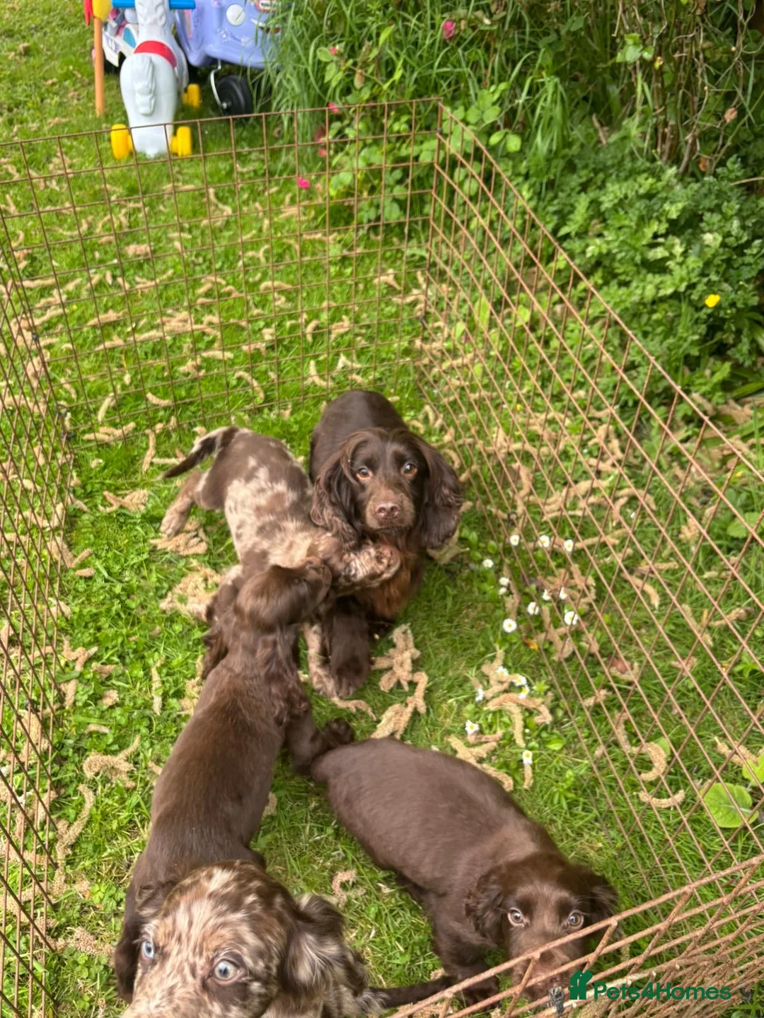 Cocker Spaniel dogs for sale: Cocker spaniel puppies for sale in ELY - Advert 2