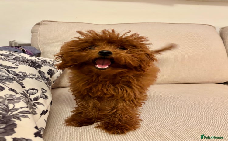 Toy Poodle dogs - Advert 5
