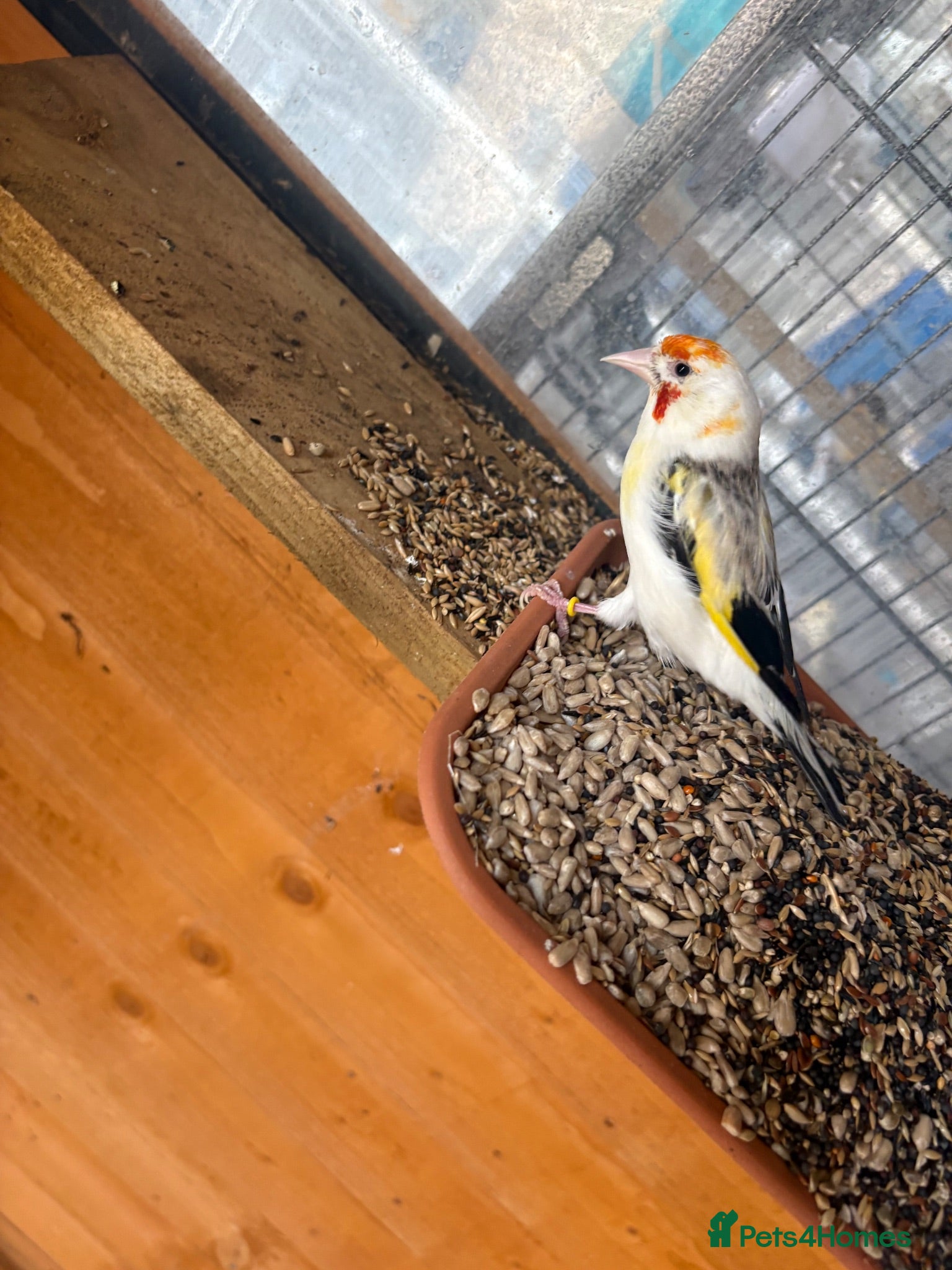Mixed Breed birds Canary’s, finches and accessories  - Advert 1