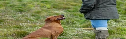 Labrador Retriever dogs for stud: 0/0 Hips & elbows fox red labrador - Advert 3