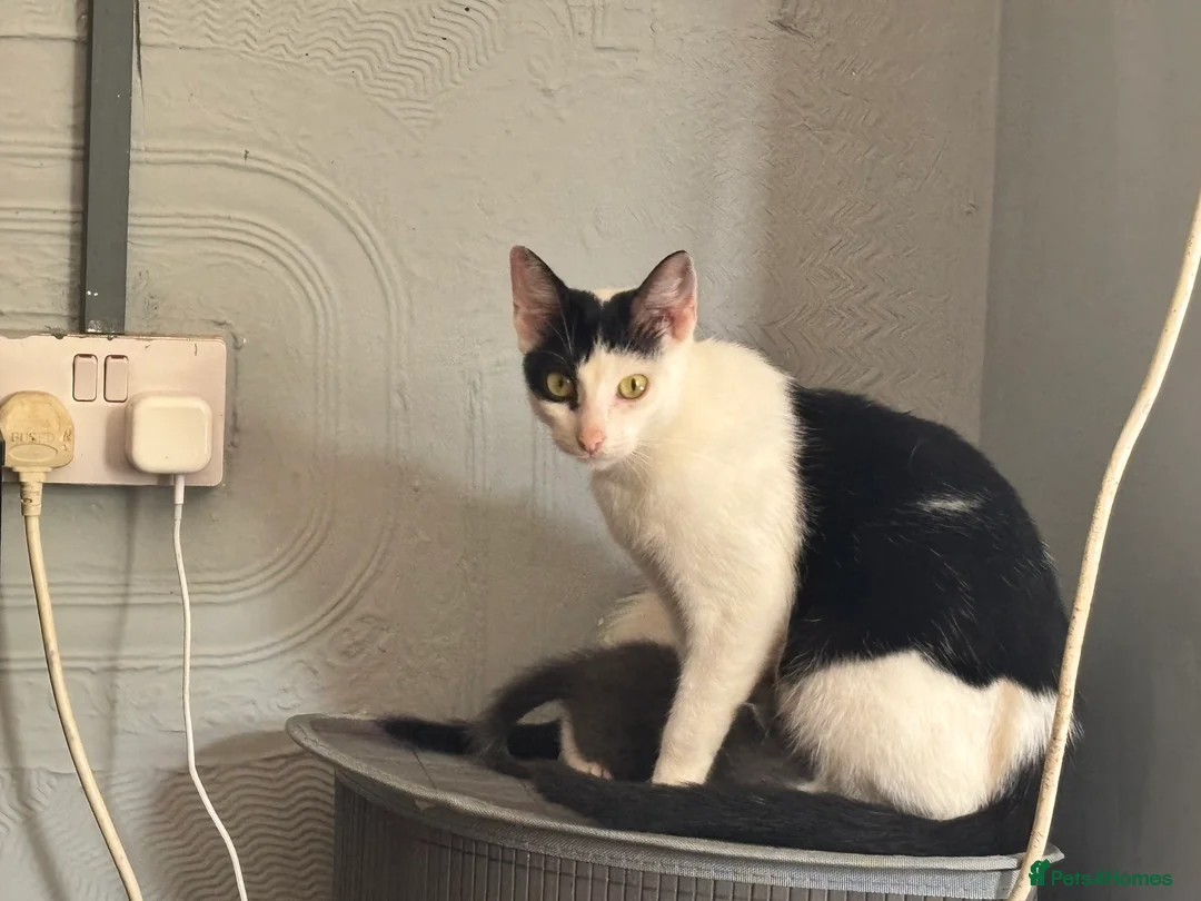 Mixed Breed cats for sale: Kittens ready now - Advert 7