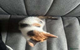 Mixed Breed cats for sale: 1 female kitten with beautiful colors £250 - Image 6