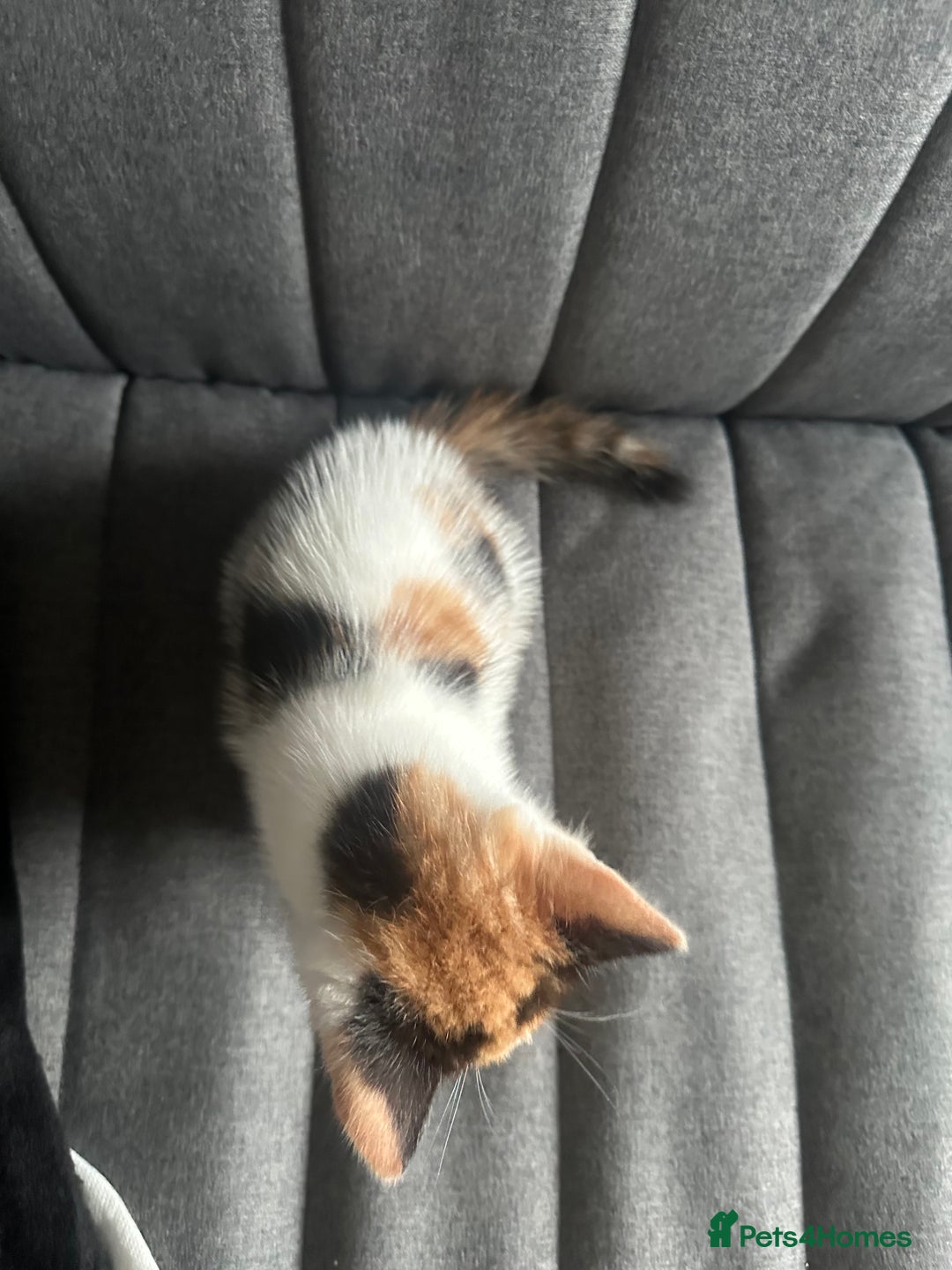 Mixed Breed cats for sale: 1 female kitten with beautiful colors £250 - Image 6
