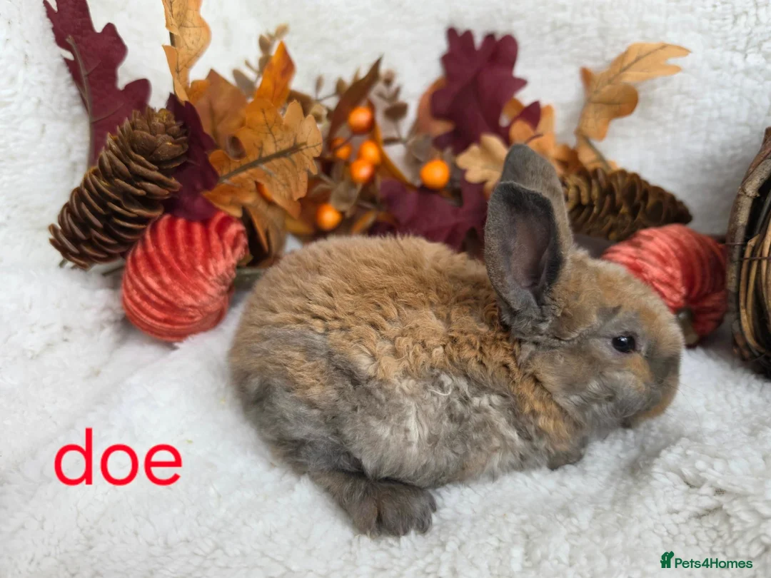 Mini Lop rabbits for sale: ❤️ READY TO RESERVE 💙  - Advert 9