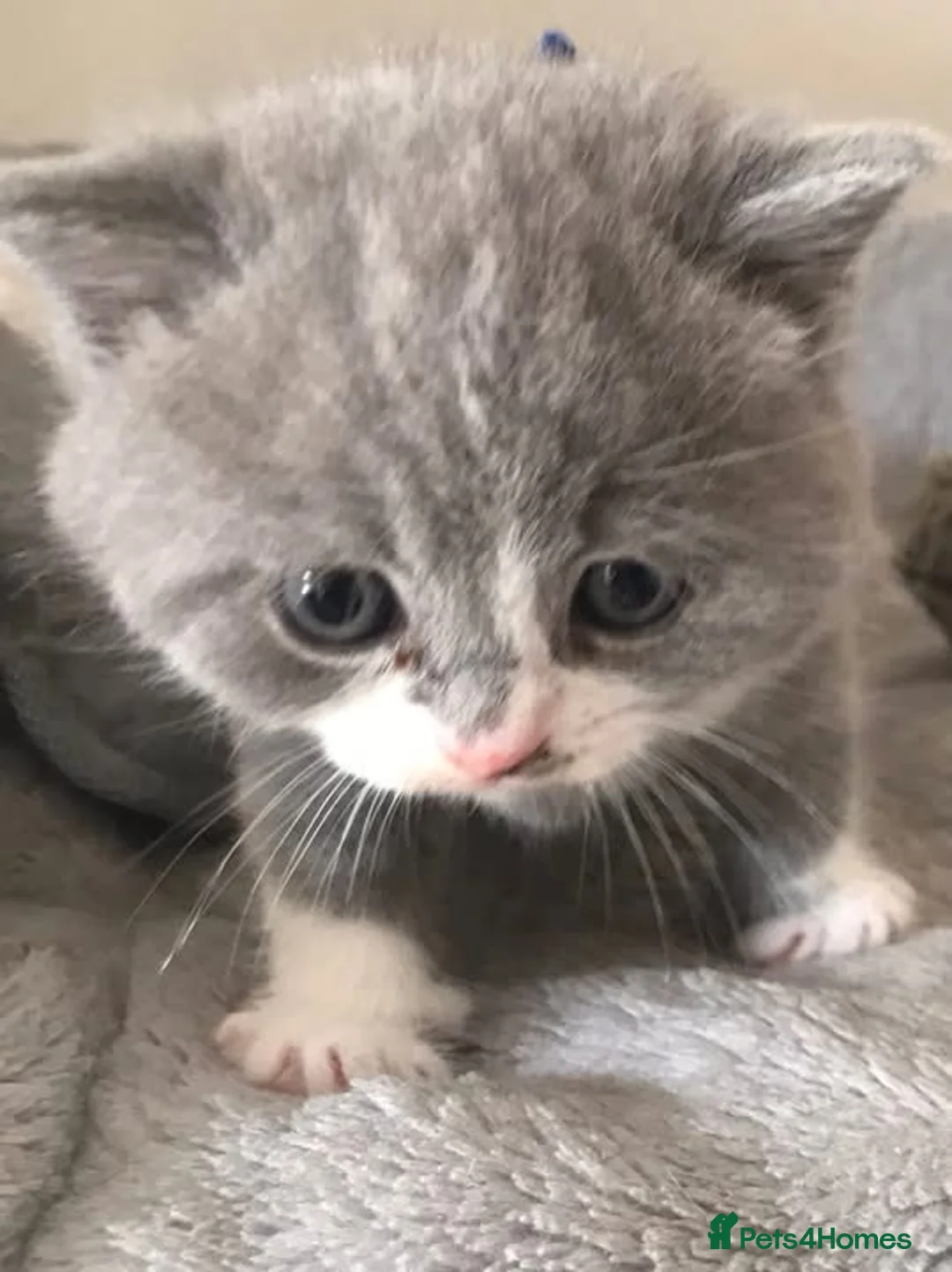 British Shorthair cats for sale: GCCF Registered Bi-colour Kitten - Advert 2