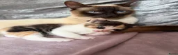 Mixed Breed cats for sale: Calico Beautiful-Mum Siamese Dad Ragdoll Bengal  - Advert 21