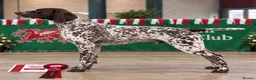 German Shorthaired Pointer dogs for stud: ✨FULLY HEALTH TESTED✨ Proven GSP stud - Advert 2