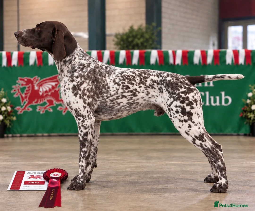 German Shorthaired Pointer dogs for stud: ✨FULLY HEALTH TESTED✨ Proven GSP stud - Advert 2