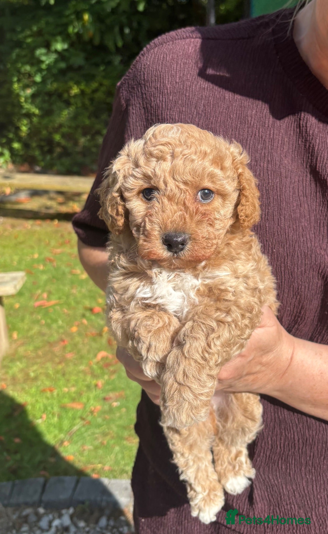 Poochon dogs 1 GOLDEN BOY POOCHON -Rupert the Bear-CHESHIRE  - Advert 2