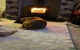 Boxer dogs for sale: The most loving girl looking for a new family  - Image 3