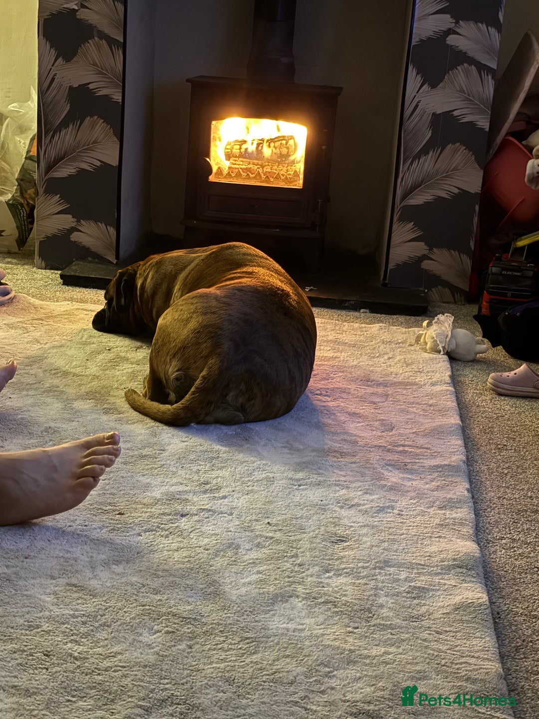 Boxer dogs for sale: The most loving girl looking for a new family  - Image 3