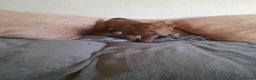 Shar Pei dogs for sale: Only 3 left beautiful pups ready to leave  - Advert 2