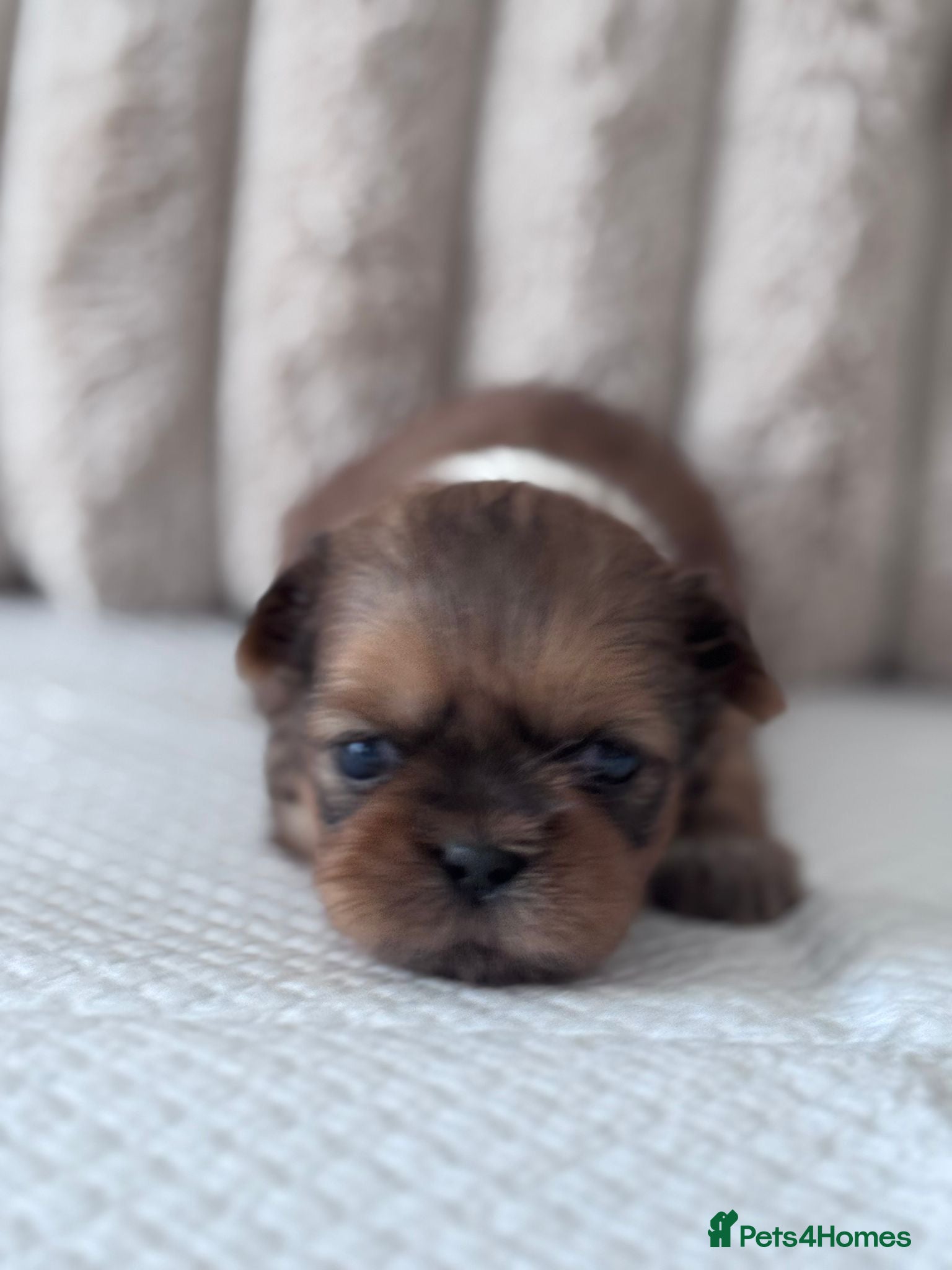 Shih Tzu dogs KC reg standard shihtzu - Advert 1