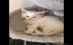 Maine Coon cats for sale: White Maine Coon GCCF - Image 15