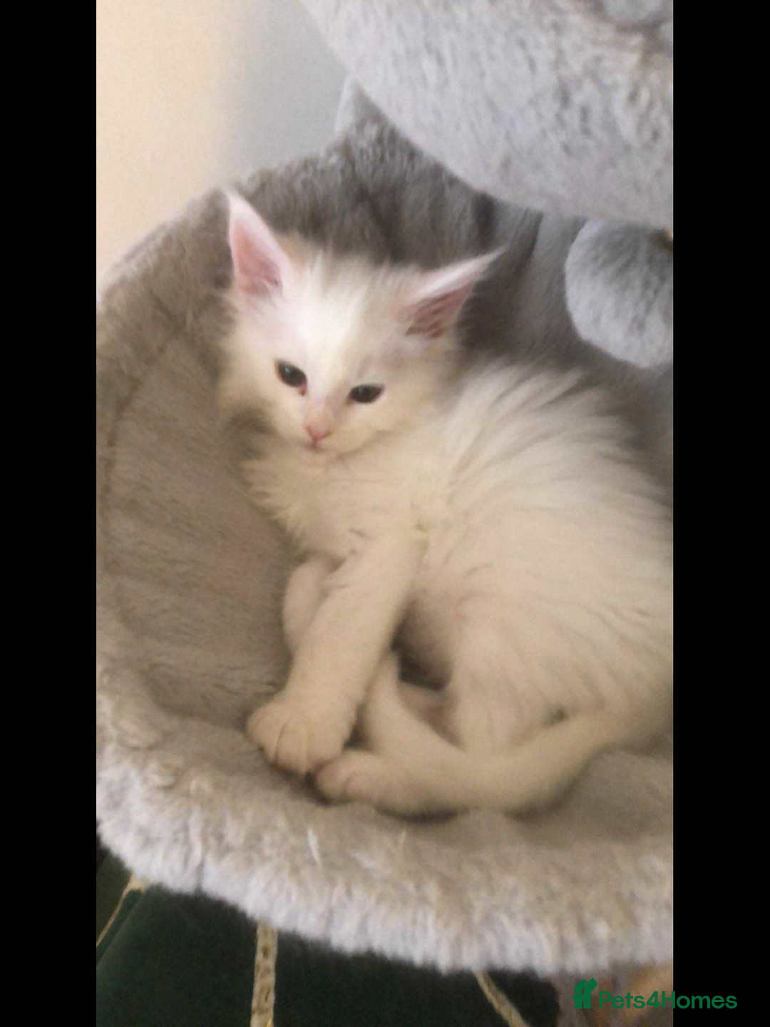 Maine Coon cats for sale: White Maine Coon GCCF - Image 15
