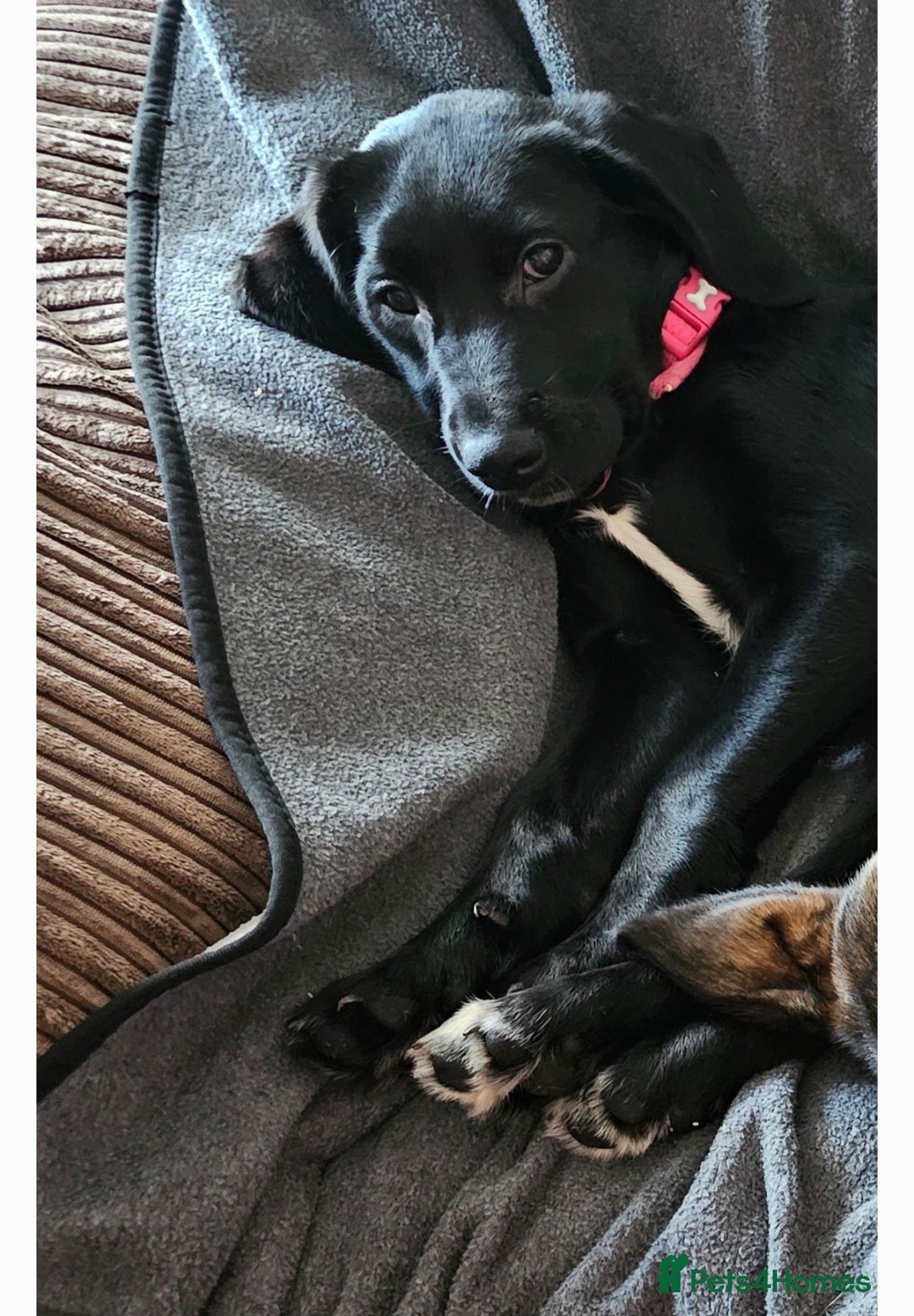 Labrador Retriever dogs for sale: Labrador female 10 months - Image 3