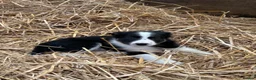 Border Collie dogs for sale: 7 collie puppies for sale  in Okehampton - Advert 8