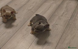 French Bulldog dogs for sale: Last 1 available,New shade Isabella French bulldog - Advert 6