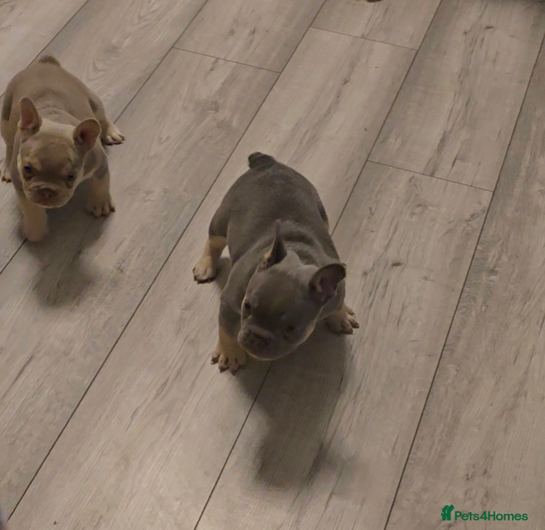 French Bulldog dogs for sale: Last 1 available,New shade Isabella French bulldog - Advert 6