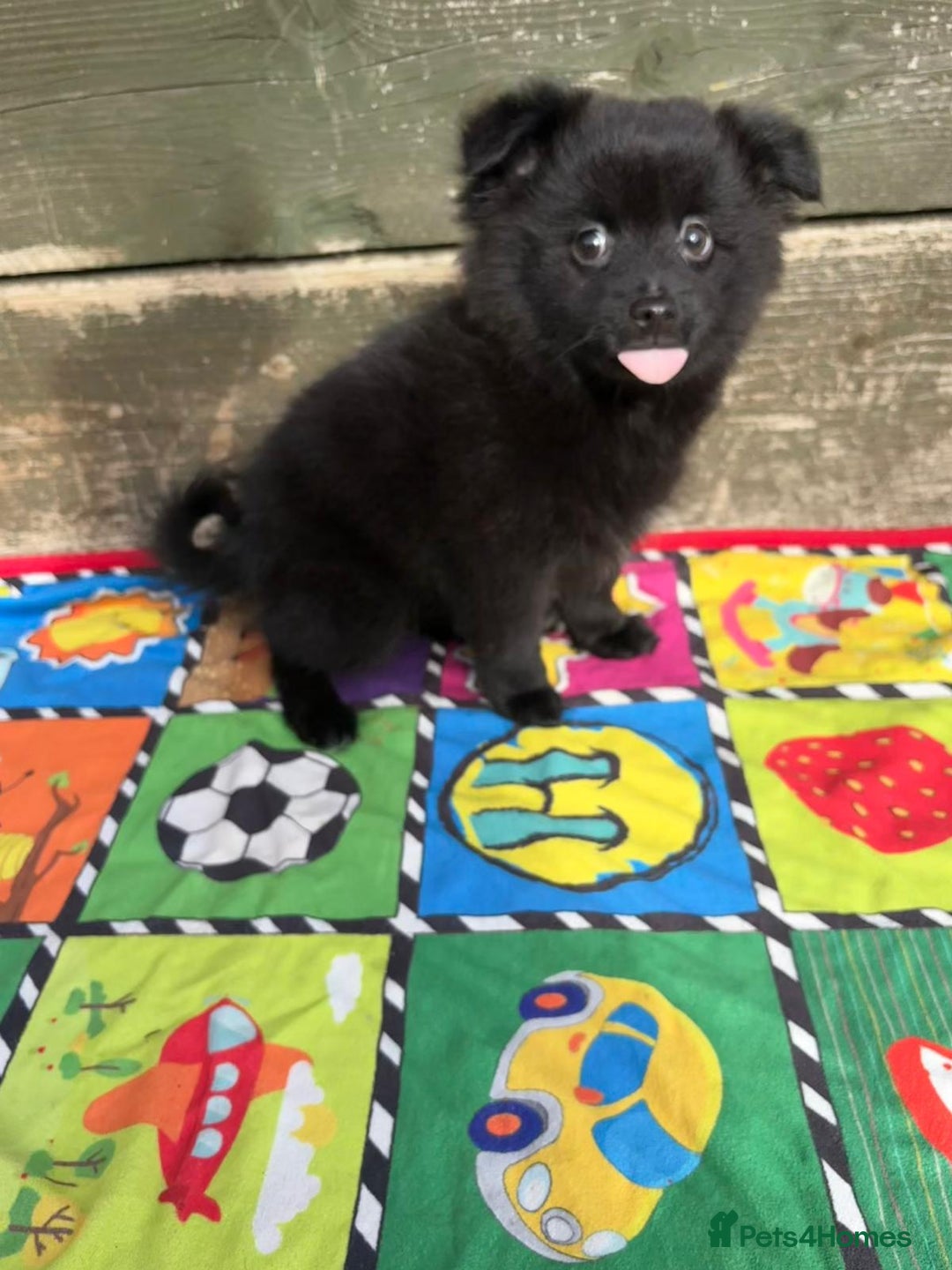 Pomeranian dogs for sale: Beautiful Pomeranian puppy’s 2 girls 1 boy.  - Image 5