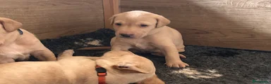 Labrador Retriever Brown Collar Puppy