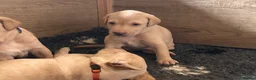 Labrador Retriever dogs for sale: Superb KC reg Labrador puppies from working line - Advert 11