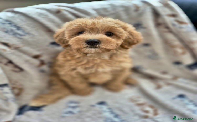 Cavapoochon dogs - Advert 2